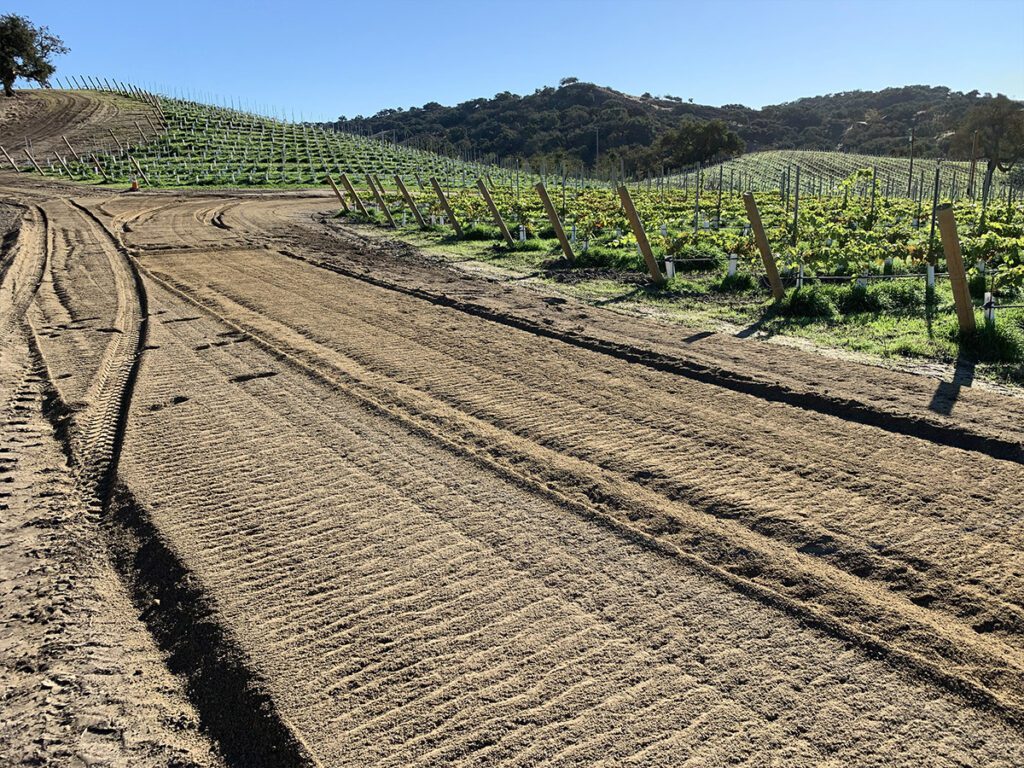 Strada stabilizzata tra i filari di un vigneto
