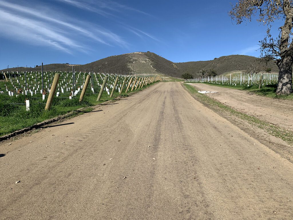 Strada stabilizzata tra i filari di un vigneto